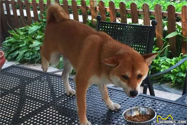 新手养犬必知！这三点干犬粮的错误喂法，将会导致爱犬受伤！