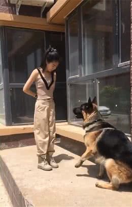 怎么挑选一只优秀的德牧幼犬？了解这几点，再也不怕被人蒙骗了