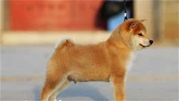 日本秋田犬是柴犬吗日本秋田犬不是柴犬