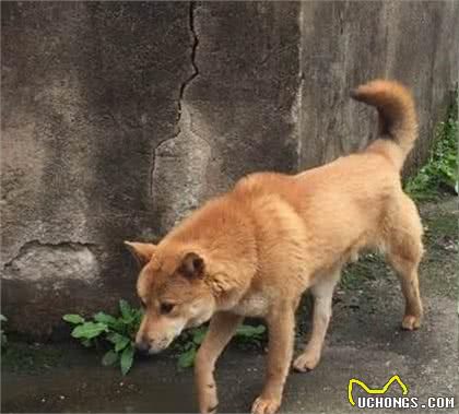 山村闻犬吠，为抓拍这只漂亮的大黄狗，也是豁出去了，差点被咬！