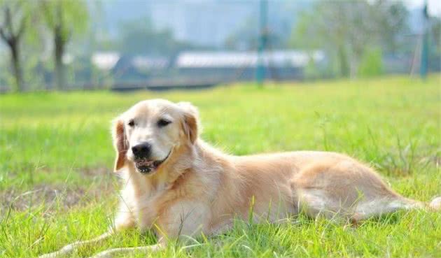 什么是狗狗关节炎？关节炎的危害你知道吗？狗狗关节炎保护全手册