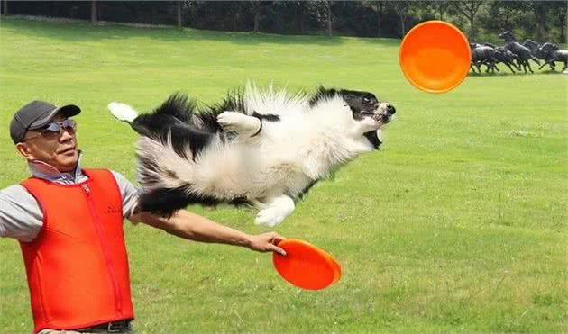 什么时候是训练狗狗的最好时期呢?