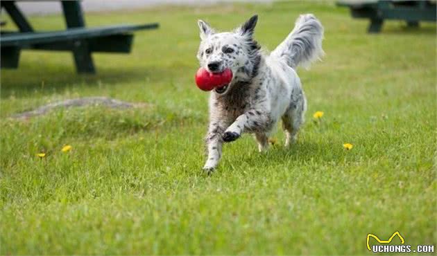 什么时候是训练狗狗的最好时期呢?