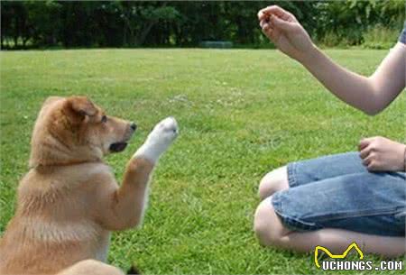 什么时候是训练狗狗的最好时期呢?