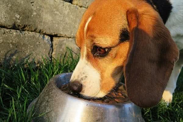 狗狗的干粮与湿粮该怎么保存？犬粮保存质量影响健康重大！