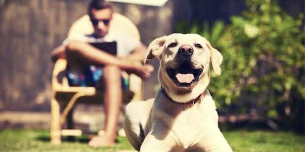 原来养狗的好处那么多,不只能够陪同孩子,还能“治病”