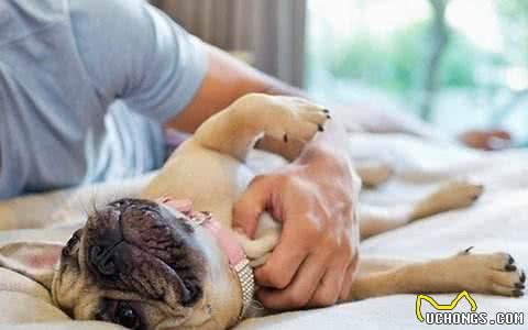 原来养狗的好处那么多,不只能够陪同孩子,还能“治病”