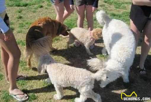 原来养狗的好处那么多,不只能够陪同孩子,还能“治病”