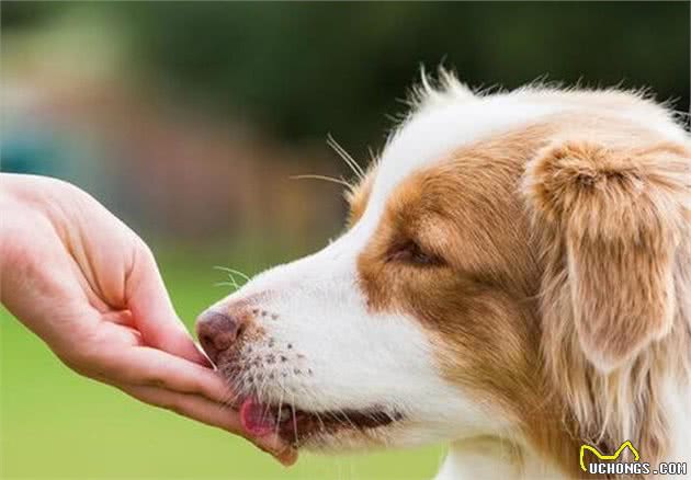 原来养狗的好处那么多,不只能够陪同孩子,还能“治病”
