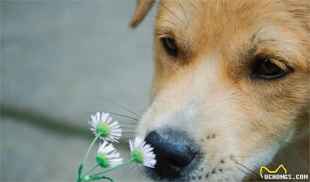 犬荨麻疹和血管性水肿是啥？狗狗为什么脸肿？这实际上是过敏反应