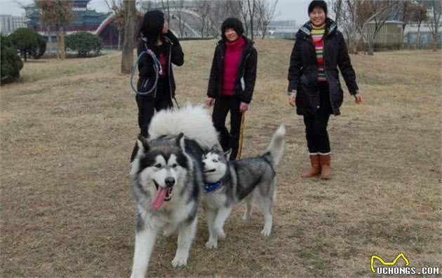 为什么很少人会养阿拉斯加犬？得知原因后，我不淡定了