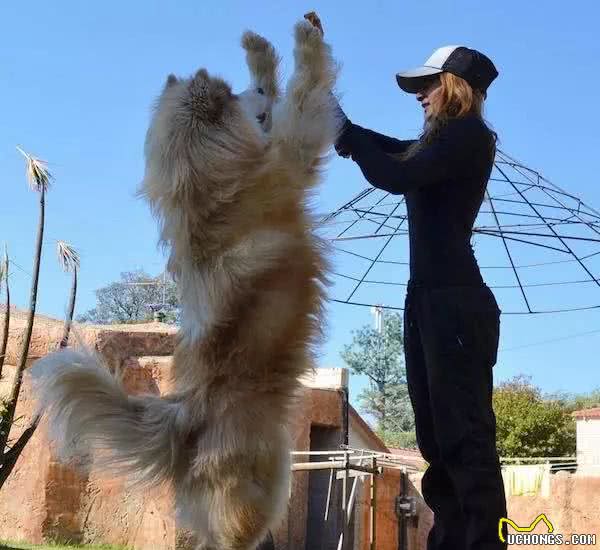 那些大型犬，从小到大的变化，对比太有意思了