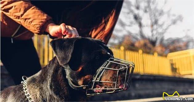 这5种看家神犬，要是给你选的话，你选谁？