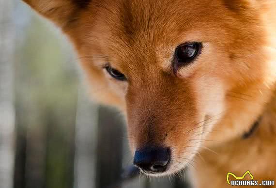 芬兰猎犬的选购技巧