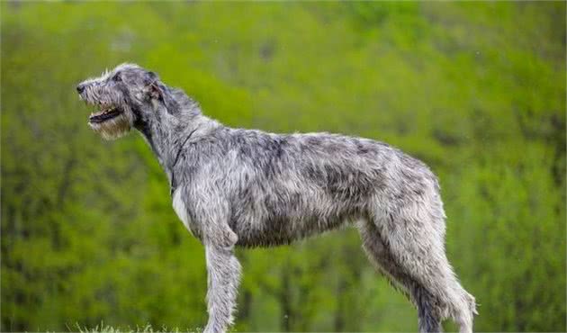 爱尔兰的国犬—爱尔兰猎狼犬