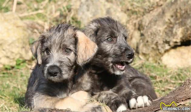 爱尔兰的国犬—爱尔兰猎狼犬