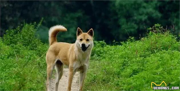 中国犬种第一弹，看完这些你还会想养外国的狗狗吗？