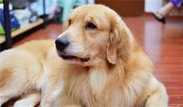 纯种金毛犬都有的5大特点，你家金毛犬纯吗？