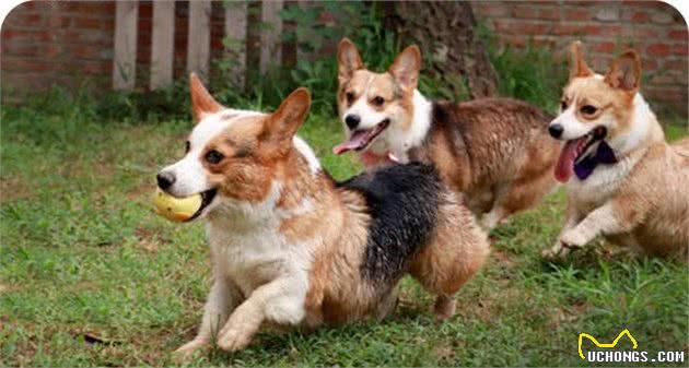 柯基犬的8大缺陷，入手柯基犬要谨慎