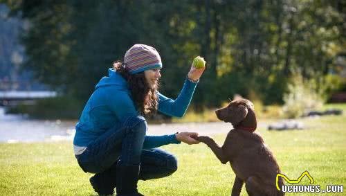 “纯种”拉布拉多犬都有的7个特点，我养的是串串，你家的呢？