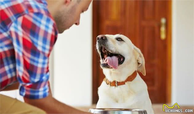 犬粮的成分表该怎么看？这5个小细节，才是判别犬粮的重要标准