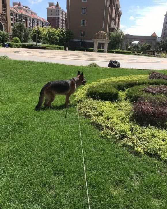 两年半的德牧犬，居然成了一只杀手，伤心