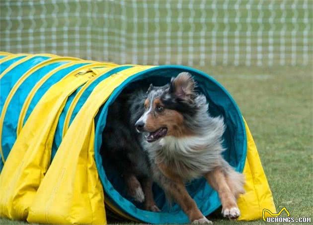 敏捷训练其实不只是品种犬专属，它有五个好处，值得主人去尝试一下