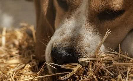 几个小妙招防止犬晕车，带狗出游必知