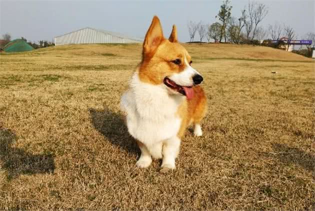 狗狗生肉饲养的好处！