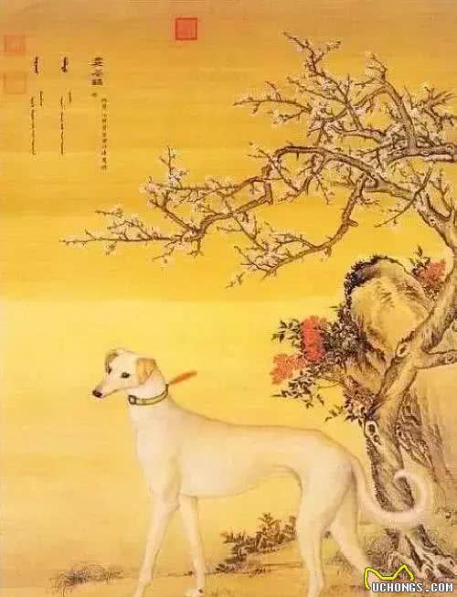 长安十二时辰中出现的中国古皇家猎犬