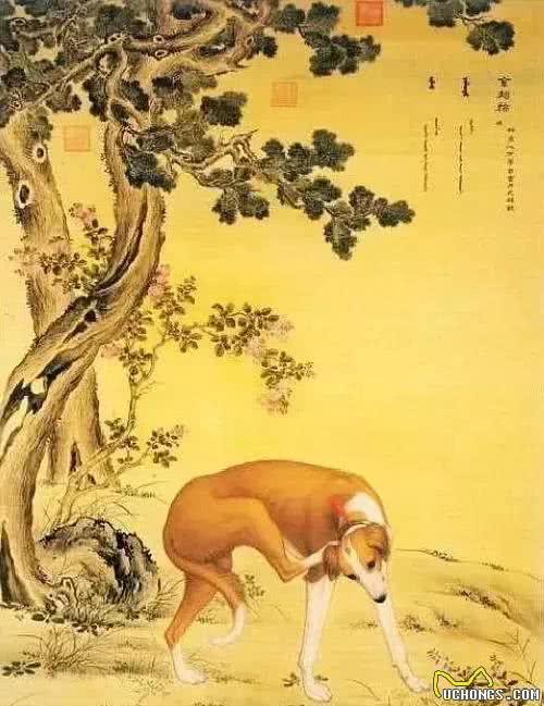 长安十二时辰中出现的中国古皇家猎犬