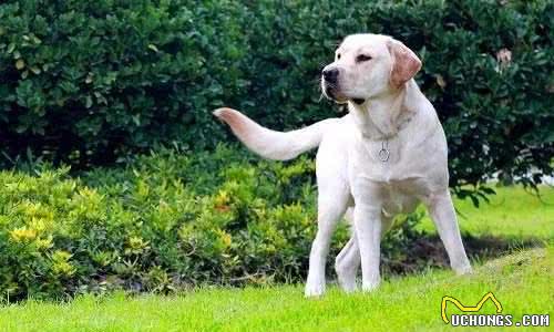 拉布拉多犬性格及外貌特点