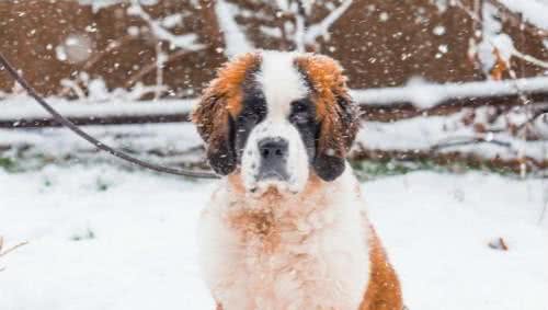 十大最抗冻狗狗排名雪橇三傻居然只有哈士奇上榜