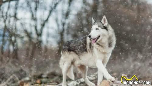 十大最抗冻狗狗排名雪橇三傻居然只有哈士奇上榜