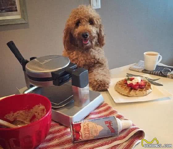 劝你不要再这样饲养贵宾犬，不然它的寿命都要减半