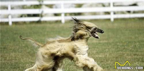 阿富汗猎犬肩高雄性阿富汗肩高64到74厘米