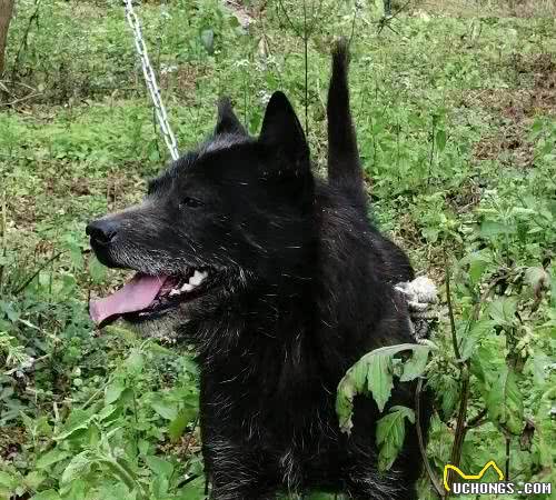 中华田园犬，在你心中到底值多少钱？谈钱才是对土狗最好的保护