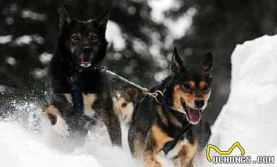 阿拉斯加雪橇犬，震撼的瞬间，也许以后的我们再也看不到了……