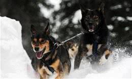 阿拉斯加雪橇犬，震撼的瞬间，也许以后的我们再也看不到了……