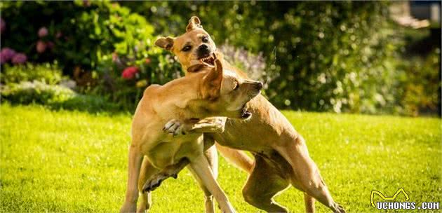 斗犬战神—比特犬