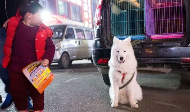 买狗究竟是买幼犬好还是成犬好？看完解决了我多年的养狗疑惑！