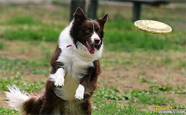 狗狗出现孕吐症状,应立刻带去检查,主人切勿忽视假怀孕的危害