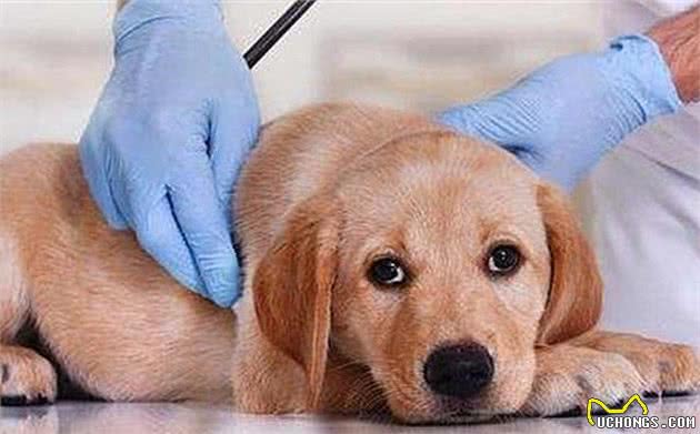 狗狗出现孕吐症状,应立刻带去检查,主人切勿忽视假怀孕的危害