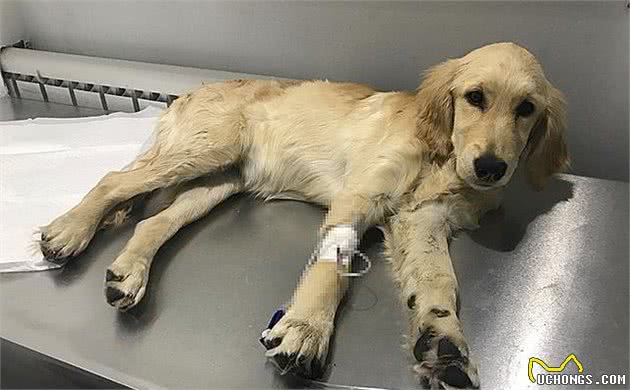 狗狗出现孕吐症状,应立刻带去检查,主人切勿忽视假怀孕的危害