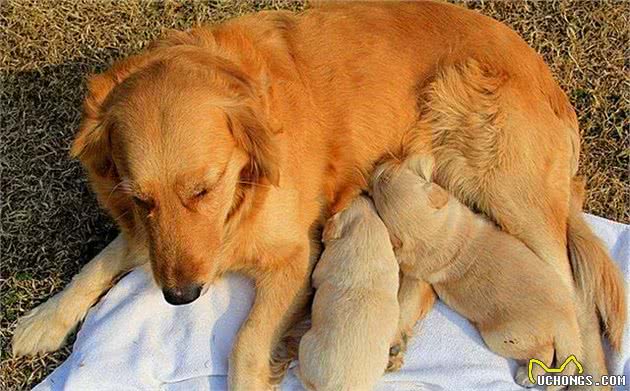 狗狗出现孕吐症状,应立刻带去检查,主人切勿忽视假怀孕的危害
