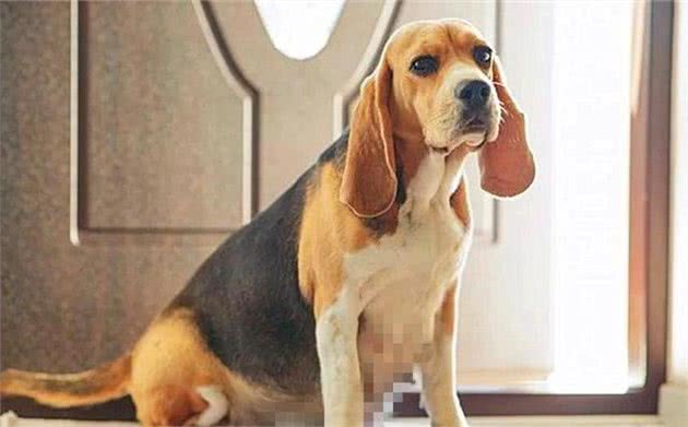 狗狗出现孕吐症状,应立刻带去检查,主人切勿忽视假怀孕的危害