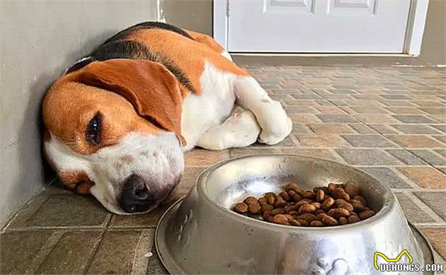 狗狗出现孕吐症状,应立刻带去检查,主人切勿忽视假怀孕的危害