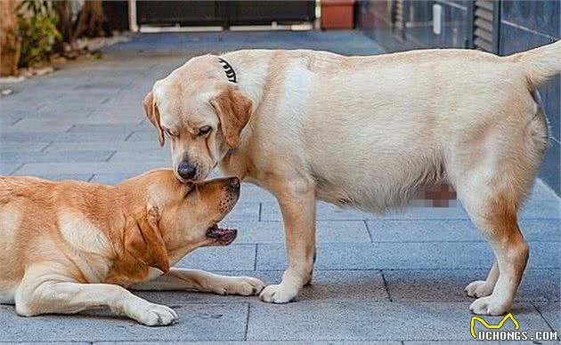 狗狗出现孕吐症状,应立刻带去检查,主人切勿忽视假怀孕的危害