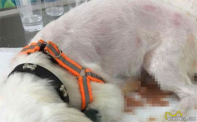 狗狗出现孕吐症状,应立刻带去检查,主人切勿忽视假怀孕的危害