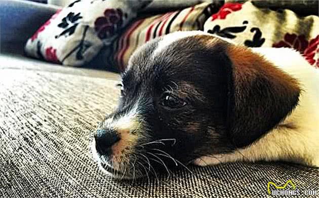 狗狗出现孕吐症状,应立刻带去检查,主人切勿忽视假怀孕的危害